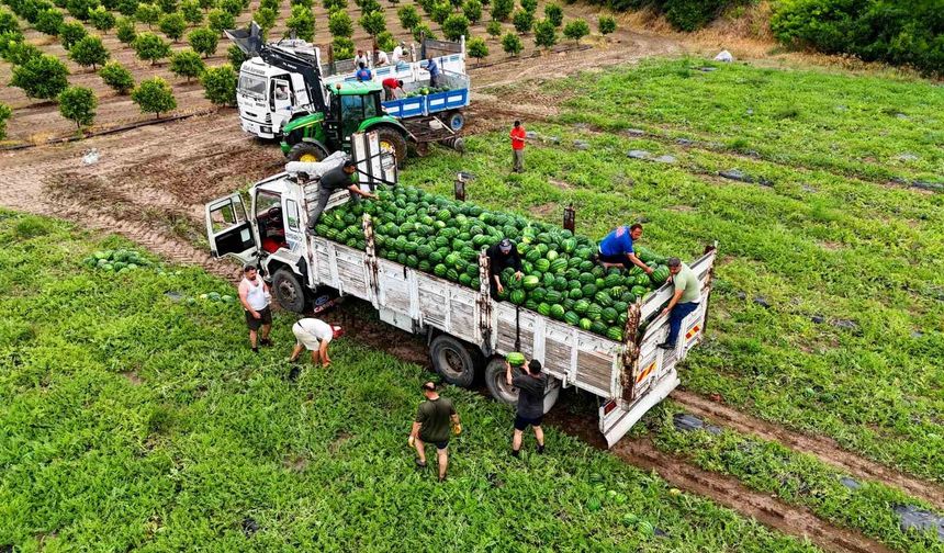 Tescilli Adana karpuzunda hasat başladı