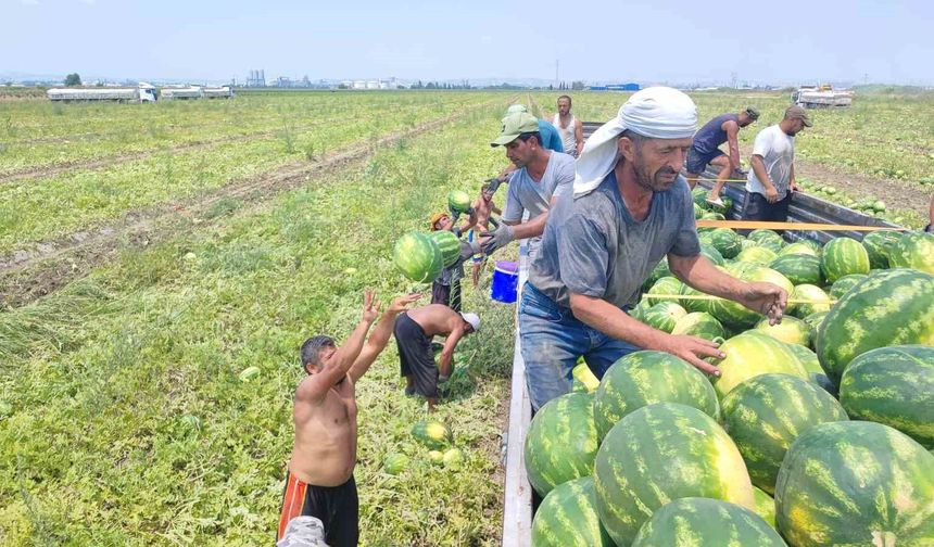 40 derece sıcakta karpuz işçilerinin ekmek mücadelesi