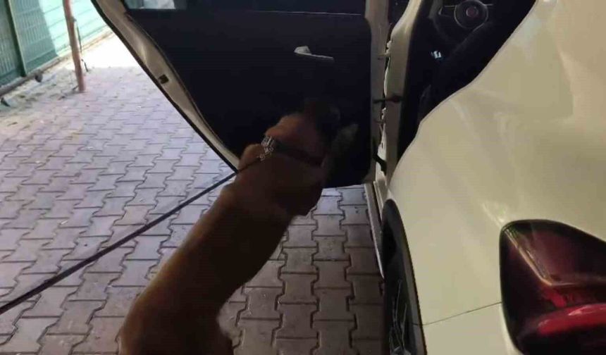 625 kilo bonzai üretilebilecek ham madde ele geçirildi, süphelinin 'Düğüne gittim' savunması dikkat çekti
