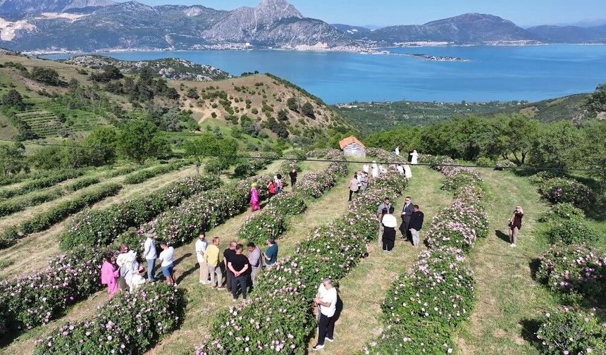 Isparta'da festival coşkusu devam ediyor: Eğirdir Gölü manzarasıyla gül topladılar