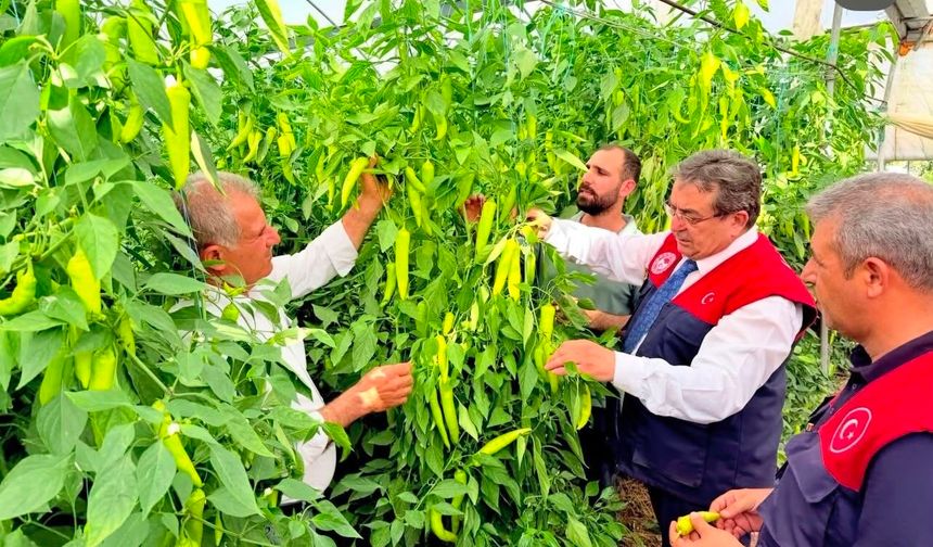 Mersin'de kapya biber üretimi yerinde incelendi
