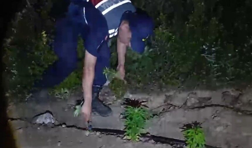 Mersin'de ormanlık alana ekilen bin 500 kök kenevir ele geçirildi