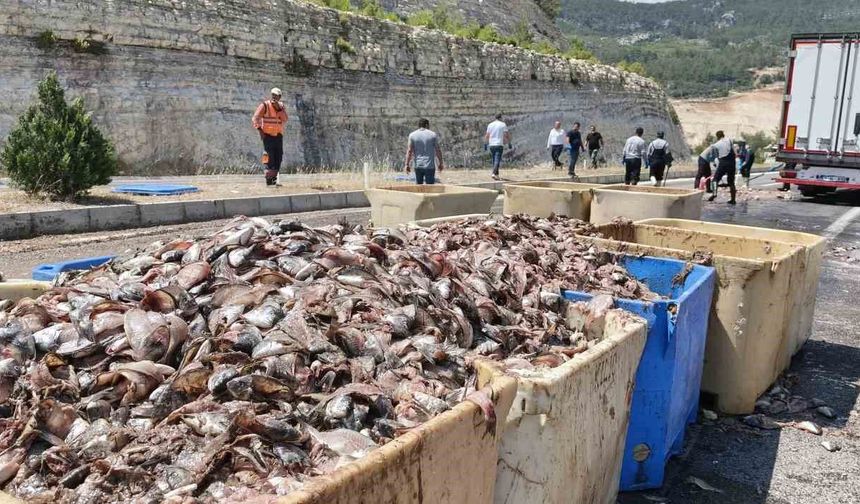 Silifke’de Tırdan 15 Ton Balık Atığı Saçıldı