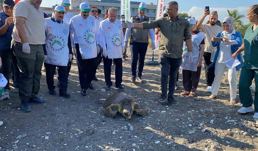 Mersin'de Yaralı Kaplumbağalar Sağlığına Kavuştu