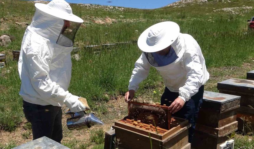 Toroslar'da Arıların Bal Mesaisi Başladı