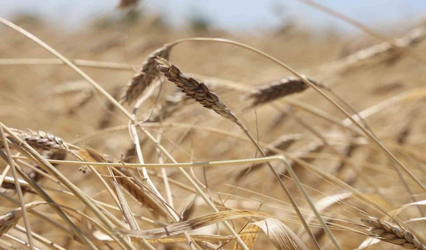 Çölyak Hastalarının Tercihi Karakılçıkta Hasat Zamanı
