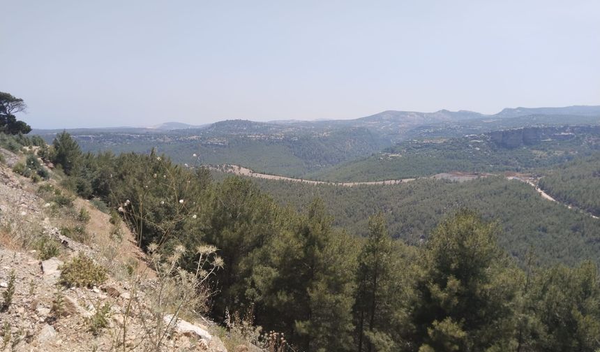 Taşeli Ormanlarında Yaban Hayatına 'Can Suyu' Çağrısı