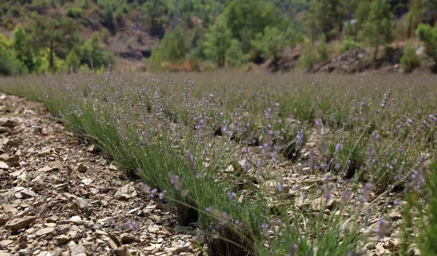 Alanya Belediyesi'nin lavanta bahçesinde ilk hasat yapıldı
