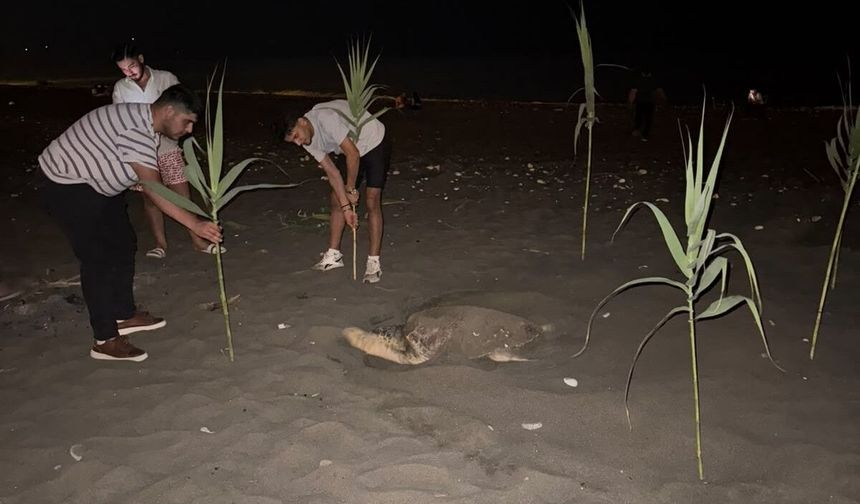 Erdemli Sahilinde Gençlerden Örnek Caretta Hamlesi
