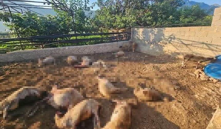 Silifke'de Ağıla Giren Kurtlar 29 Koyunu Telef Etti