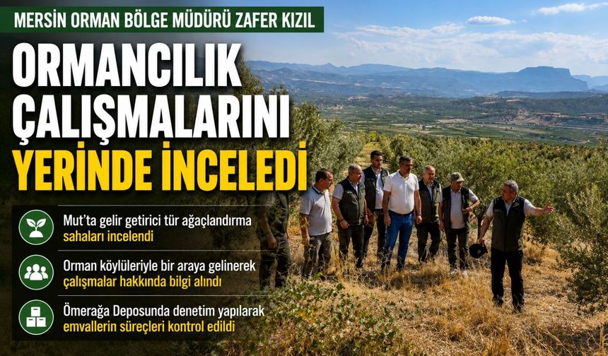 Zeytin ağaçlandırması orman köylüsüne gelir kapısı oluyor