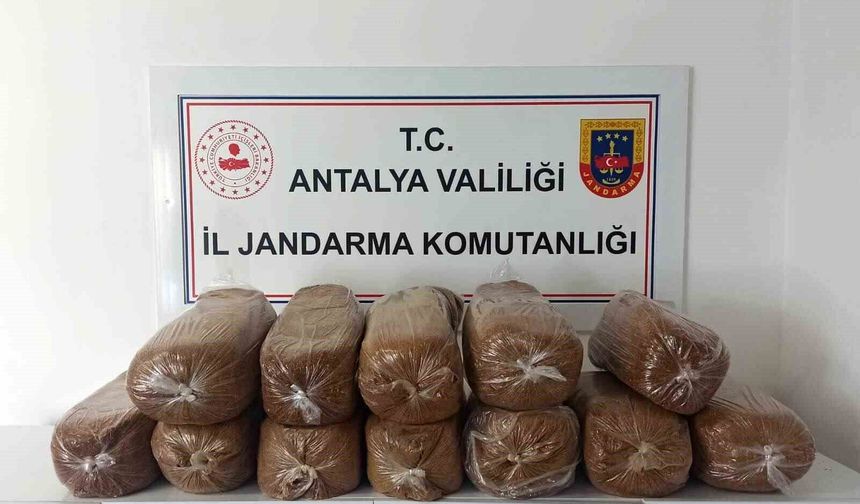 Antalya'da üç ilçede kaçak tütün operasyonu: 785 kilogram tütün ele geçirildi