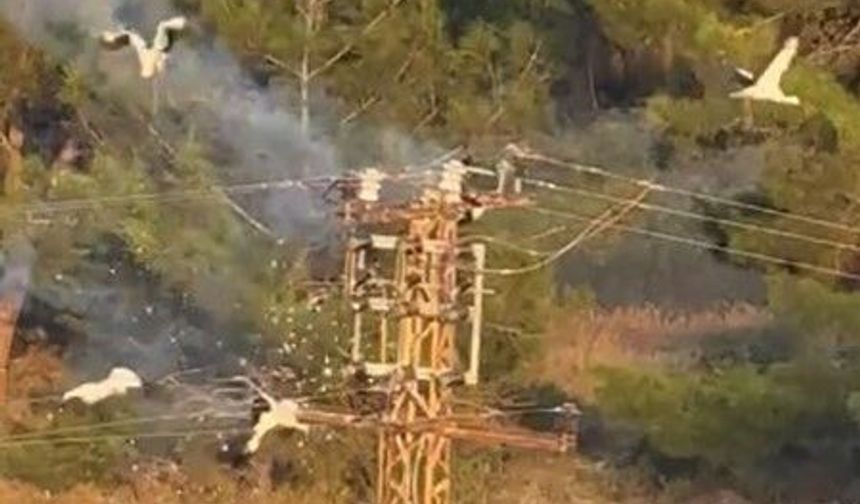 Direğe konan 5 leylekten 3'ü elektrik akımına kapılarak telef oldu