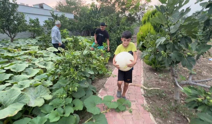 Hobi amaçlı ektiği 3 kök kabaktan 1 tonun üzerinde ürün aldı
