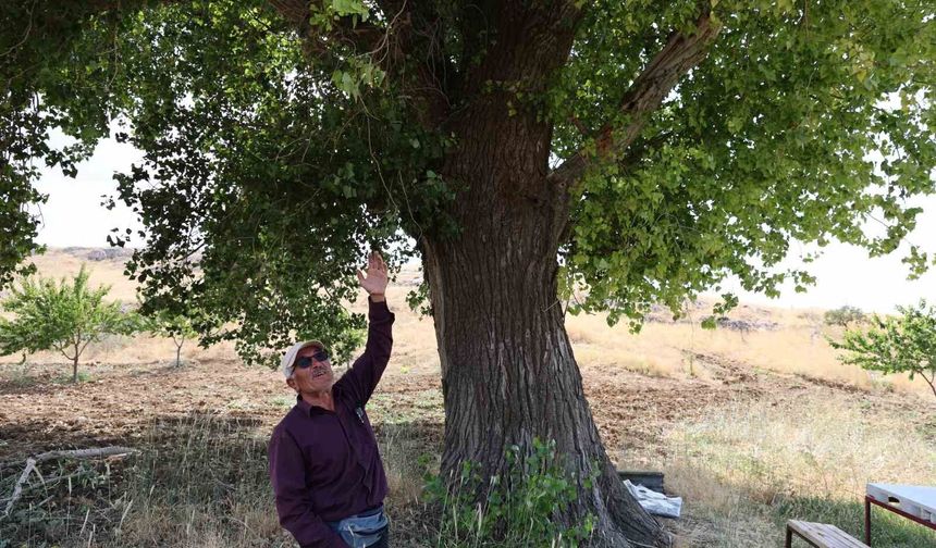 Kahramanmaraş'ta 300 yıllık kavak ağacı