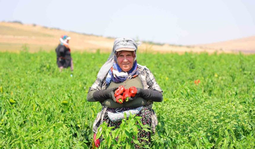 Kahramanmaraş'ta salçalık biber hasadı başladı