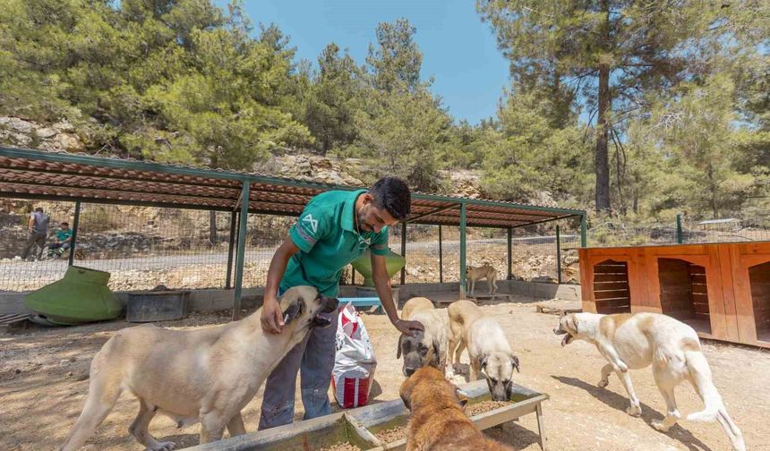 Mersin'de 3 bin 295 kedi ve köpek yeni yuvasına kavuştu