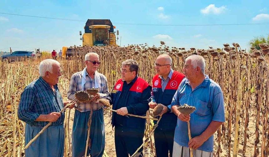 Tarsus'ta ayçiçeğinde 4 bin 485 ton rekolte bekleniyor