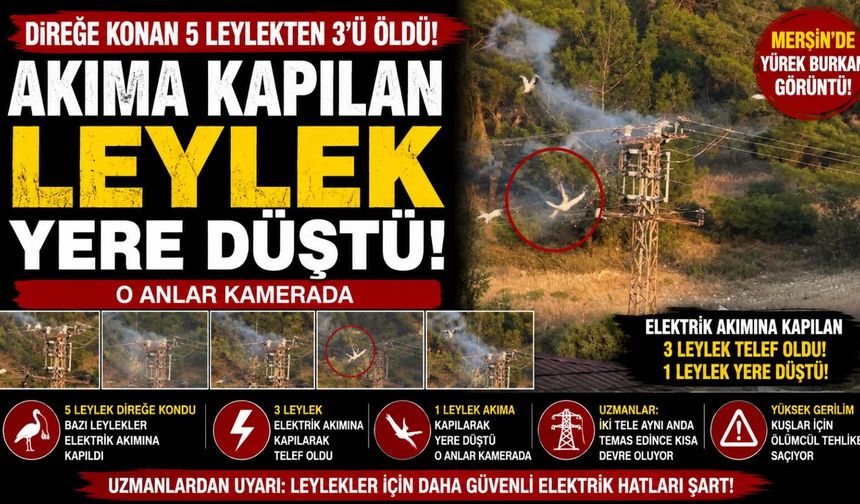 Direğe konan 5 leylekten 3'ü elektrik akımına kapılarak telef oldu