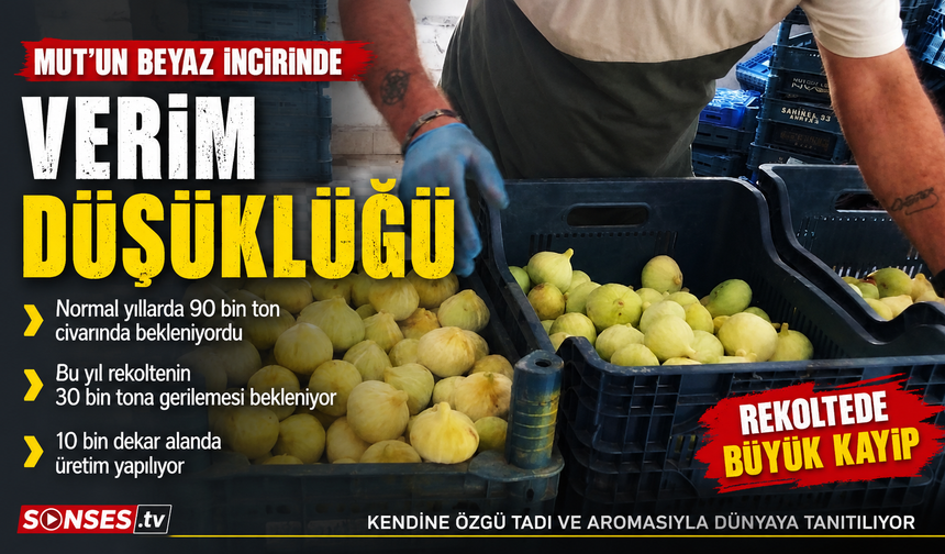 Mersin'de beyaz incirde 'yok yılı'