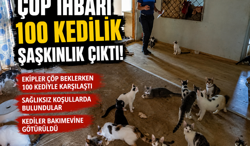 Mersin'de 'çöp ev' ihbarından yaklaşık 100 kedi çıktı