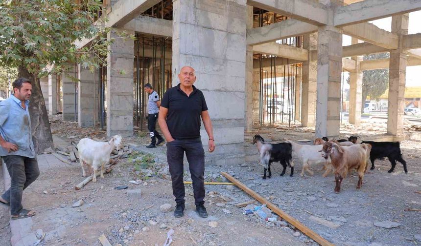 Başıboş gezen 9 keçiyi esnaf buldu, sahibi aranıyor