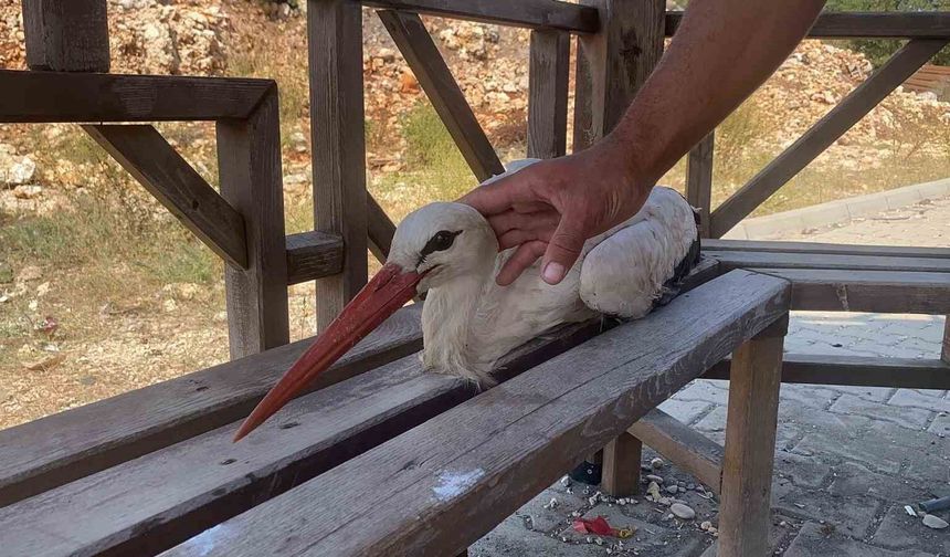 Bitkin düşen leyleğe mahallenin gençleri sahip çıktı