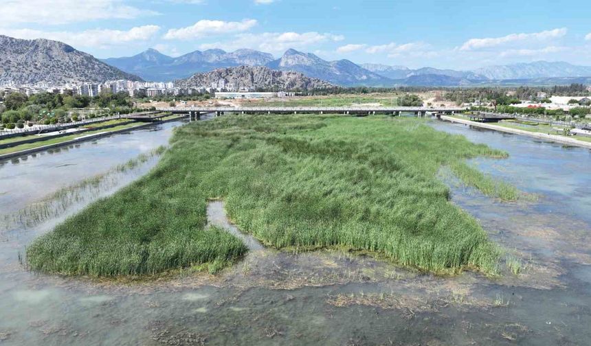 Boğaçayı'nda tartışılan görüntüye uzmanlardan 'Kirlilik değil, yaşam alanı' açıklaması