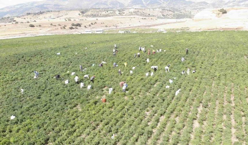 Coğrafi işaret tescilli Maraş biberinde hasat dönemi