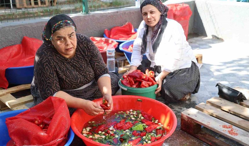 Damlar şarkılı türkülü salça mesaisi ile kırmızıya boyandı
