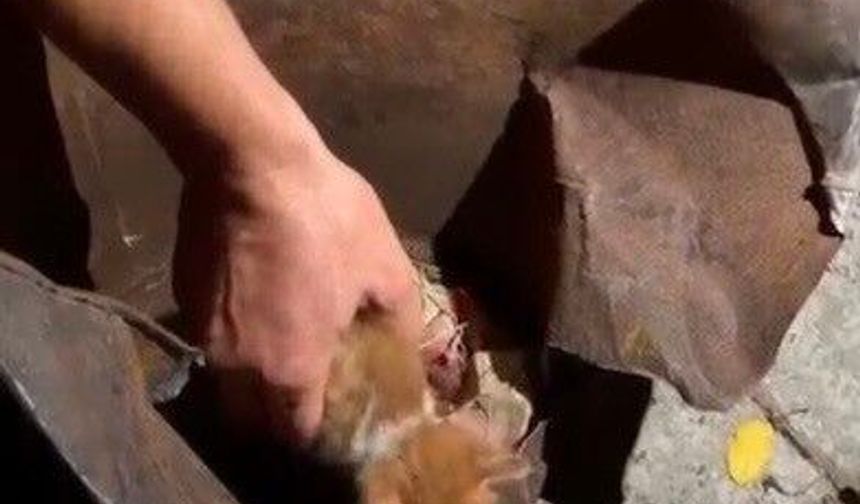 Osmaniye'de soba kovasına sıkışan yavru kedi kurtarıldı