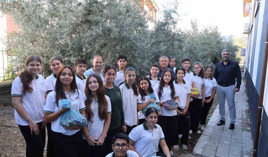 Adana'da öğrenciler 1. sınıfta diktikleri zeytinlerin 8. sınıfta hasadını yaptılar
