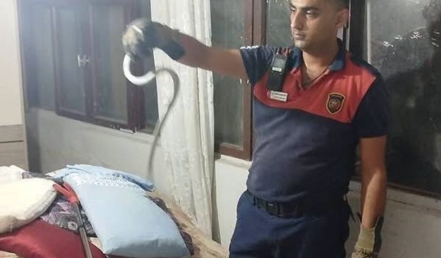 Hatay'da yerleşim yerlerinde yılan avı