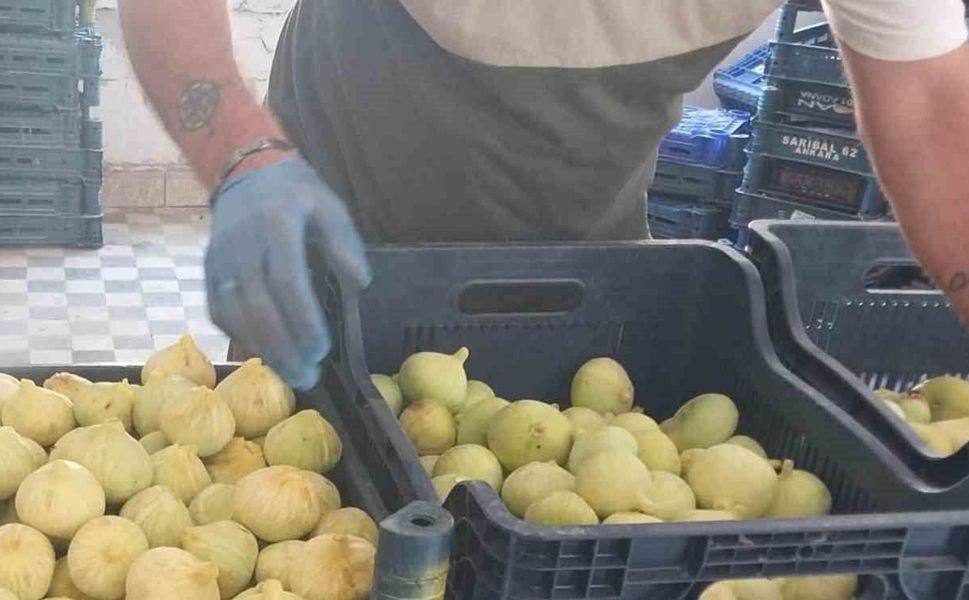 Mersin'de incir sezonu sona erdi, üreticisinin yüzü güldü