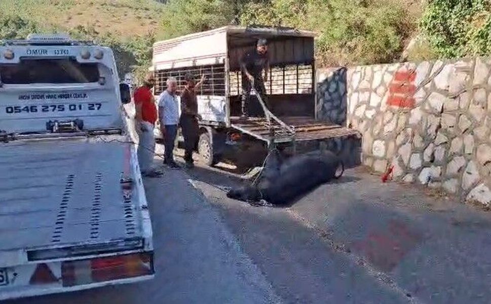 Mersin'de kamyonetten düşen büyükbaş hayvan bayıltılarak götürüldü