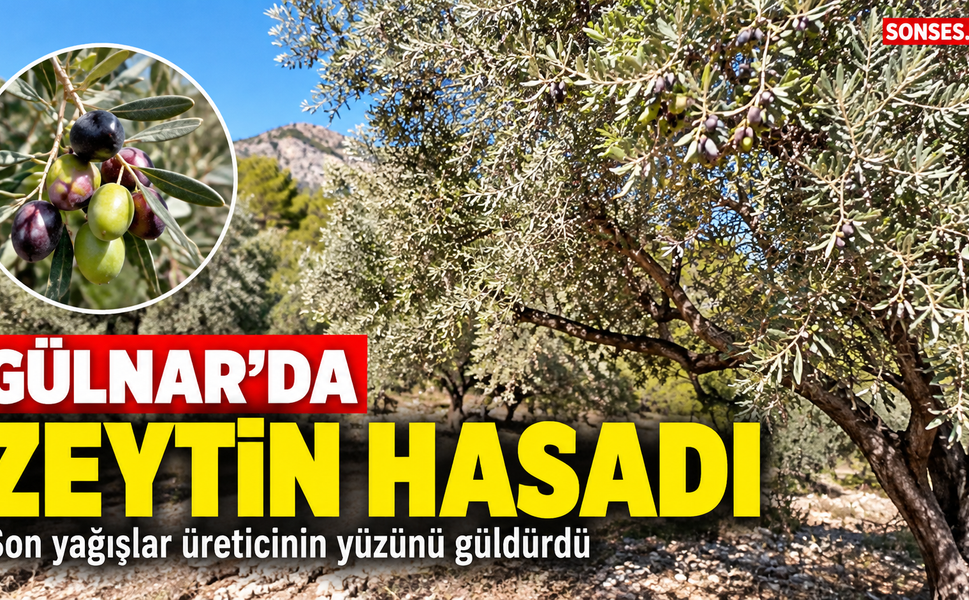 Gülnar'da zeytin hasadı başladı