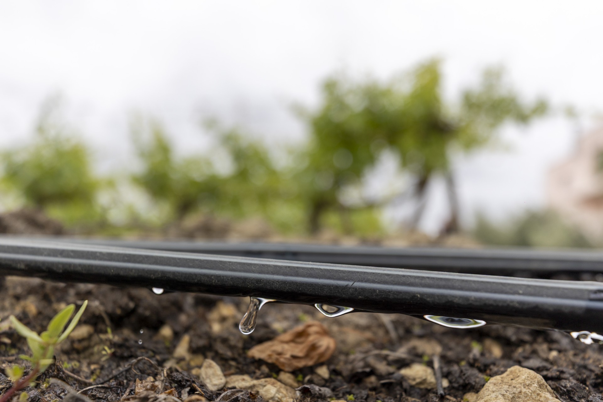 Thumbnail Mersi̇n Büyükşehi̇r’i̇n Üreti̇ci̇lere Her Konuda Desteği̇ Devam Edi̇yor (2)