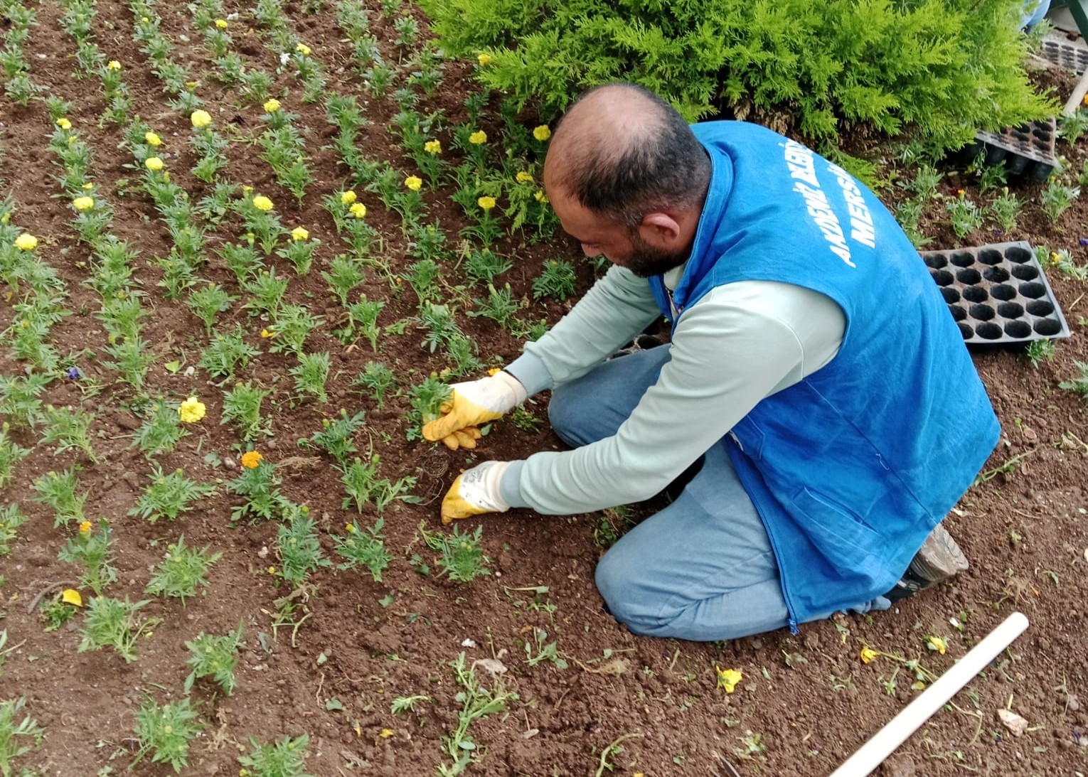 Thumbnail Park Ve Yeşil Alanlara Yaz Bakımı 5.Jpeg