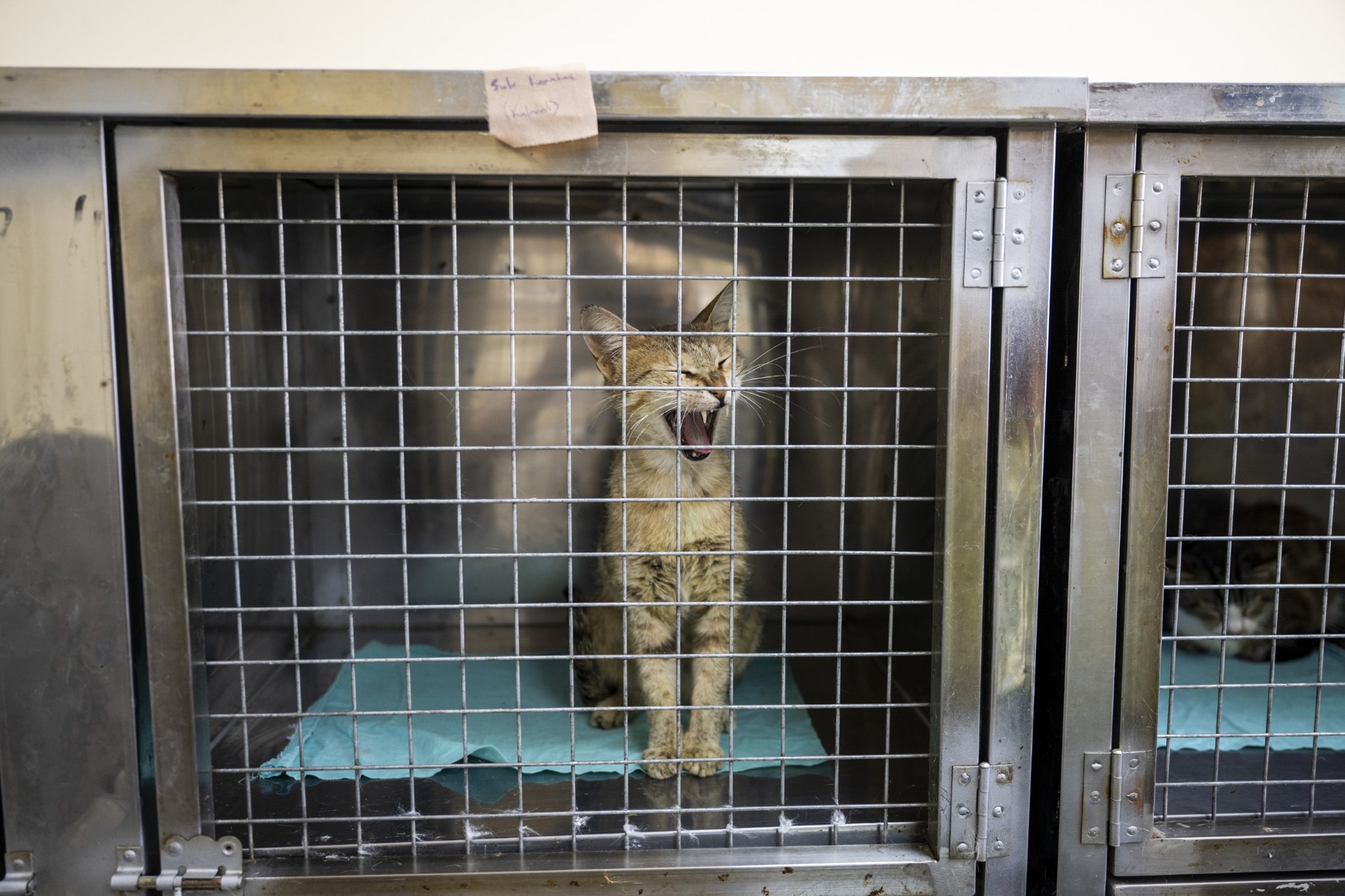 Thumbnail Büyükşehi̇r’i̇n Kisirlaştirma Merkezi̇ Yoğun İlgi̇ Görüyor (3)