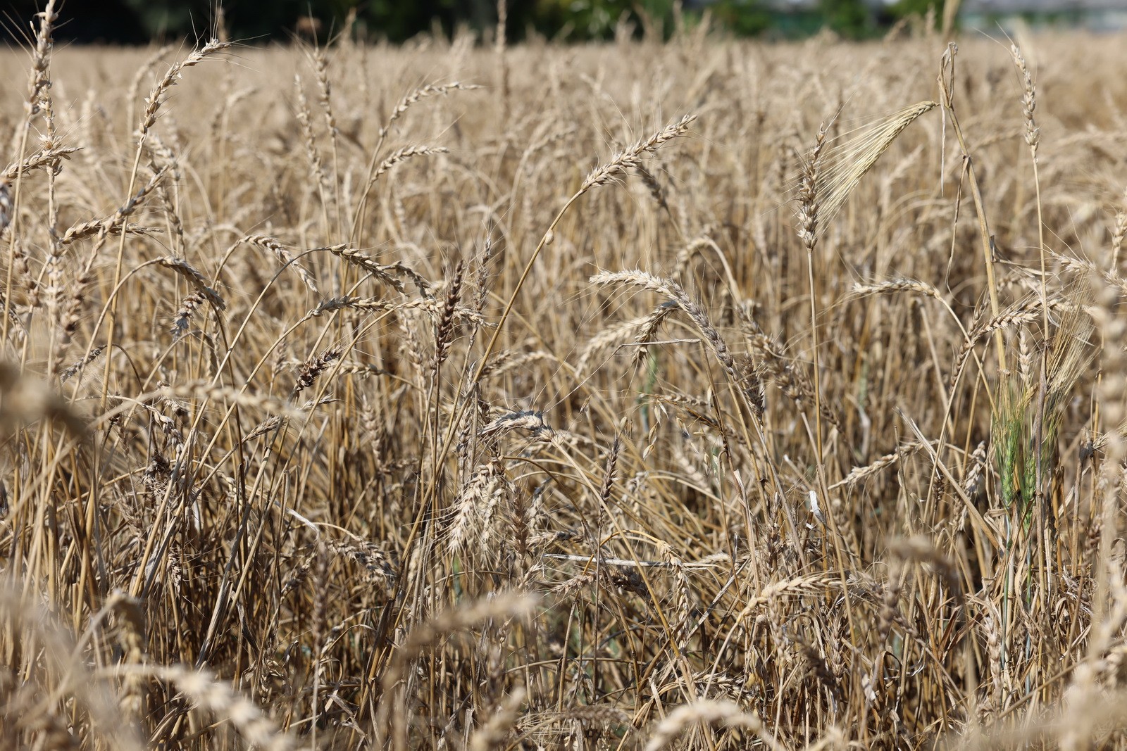 Thumbnail I M G L3663