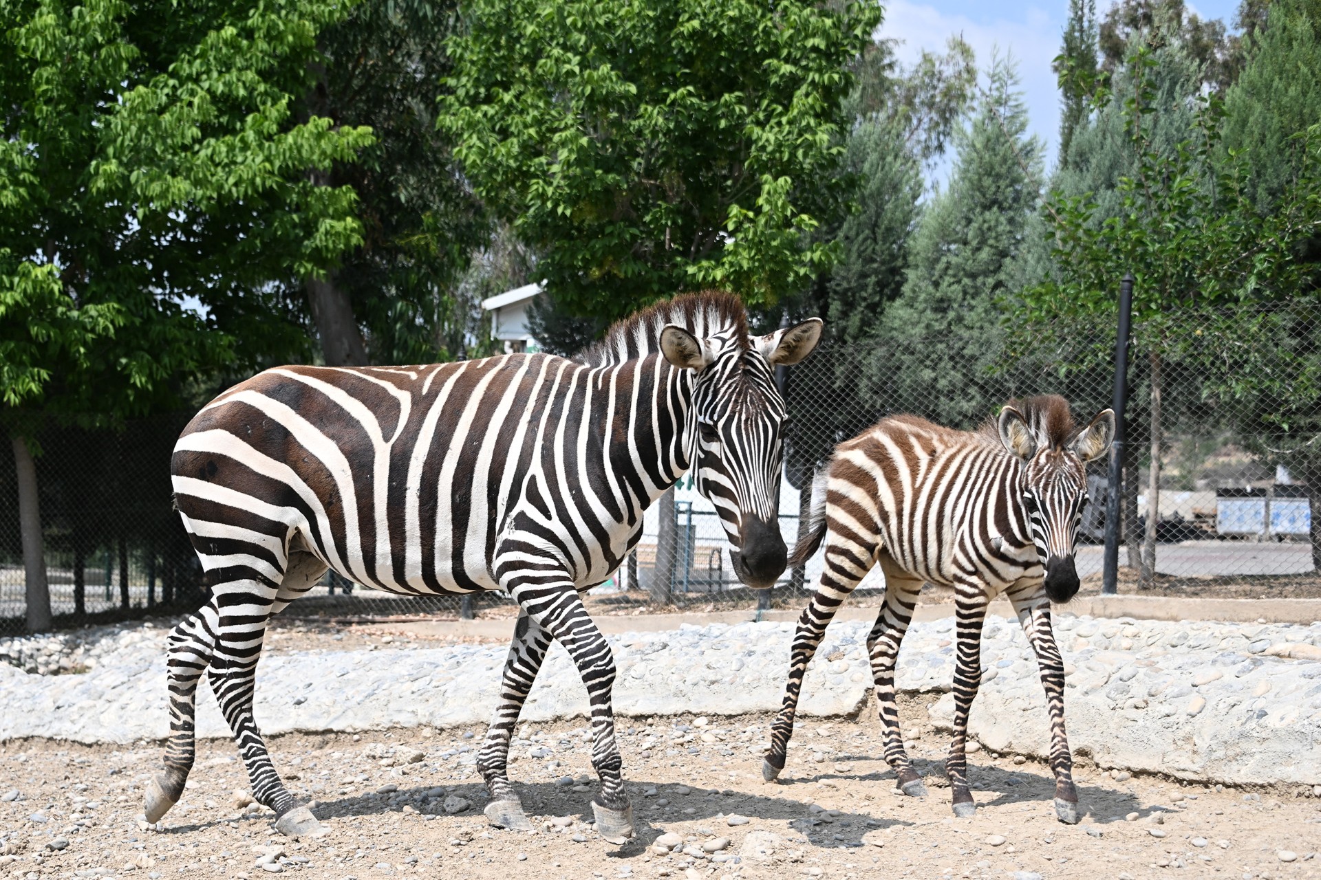 Thumbnail Tarsus Doğa Parki Yeni̇ Üyeleri̇ne ‘Merhaba’ Di̇yor (8)