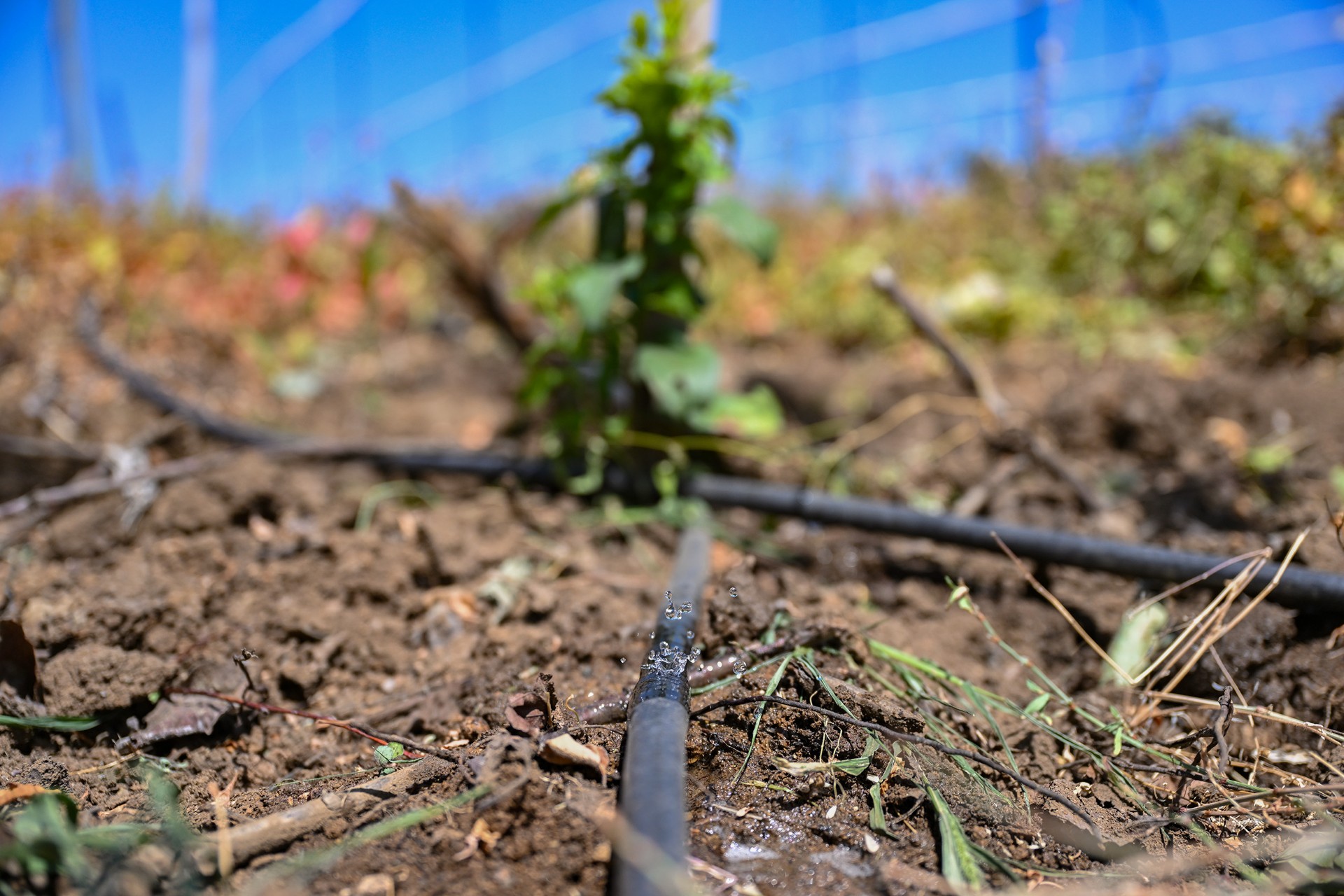 Thumbnail Büyükşehi̇r’i̇n Sulama Borusu Desteği̇yle Üreti̇ci̇ Susuz Kalmiyor (4)