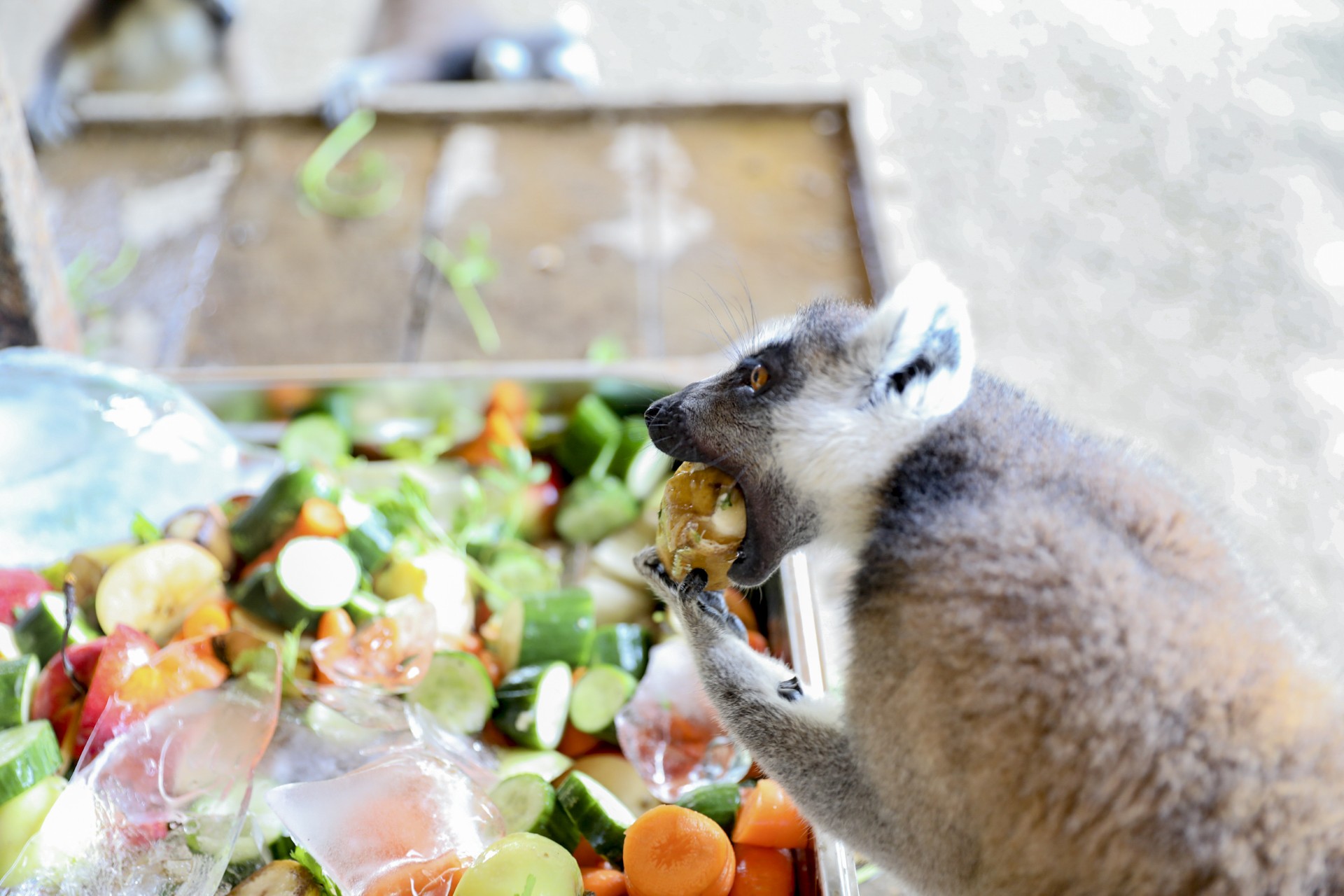 Thumbnail Tarsus Doğa Parki’nda Hayvanlari Seri̇nleten Çalişmalar… (1)