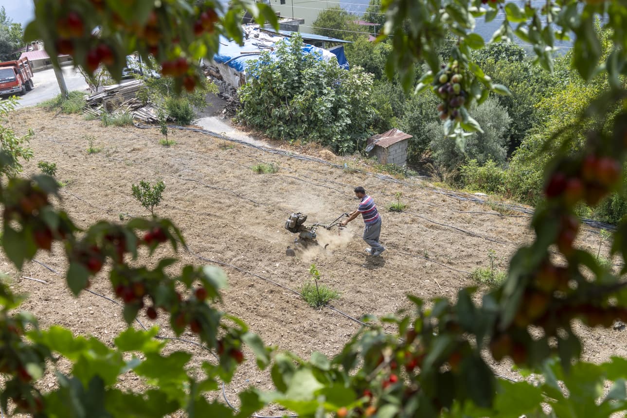Yenişehir Belediyesinin Desteğiyle Safran Üreticisi Sayısı Artıyor (6)