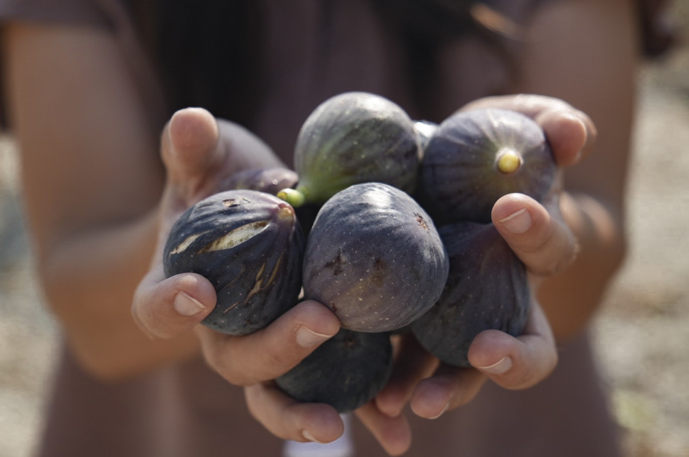 Thumbnail Mersi̇n Büyükşehi̇r’i̇n İnci̇r Fi̇danlari Artik Meyveleri̇ni̇ Veri̇yor (5)