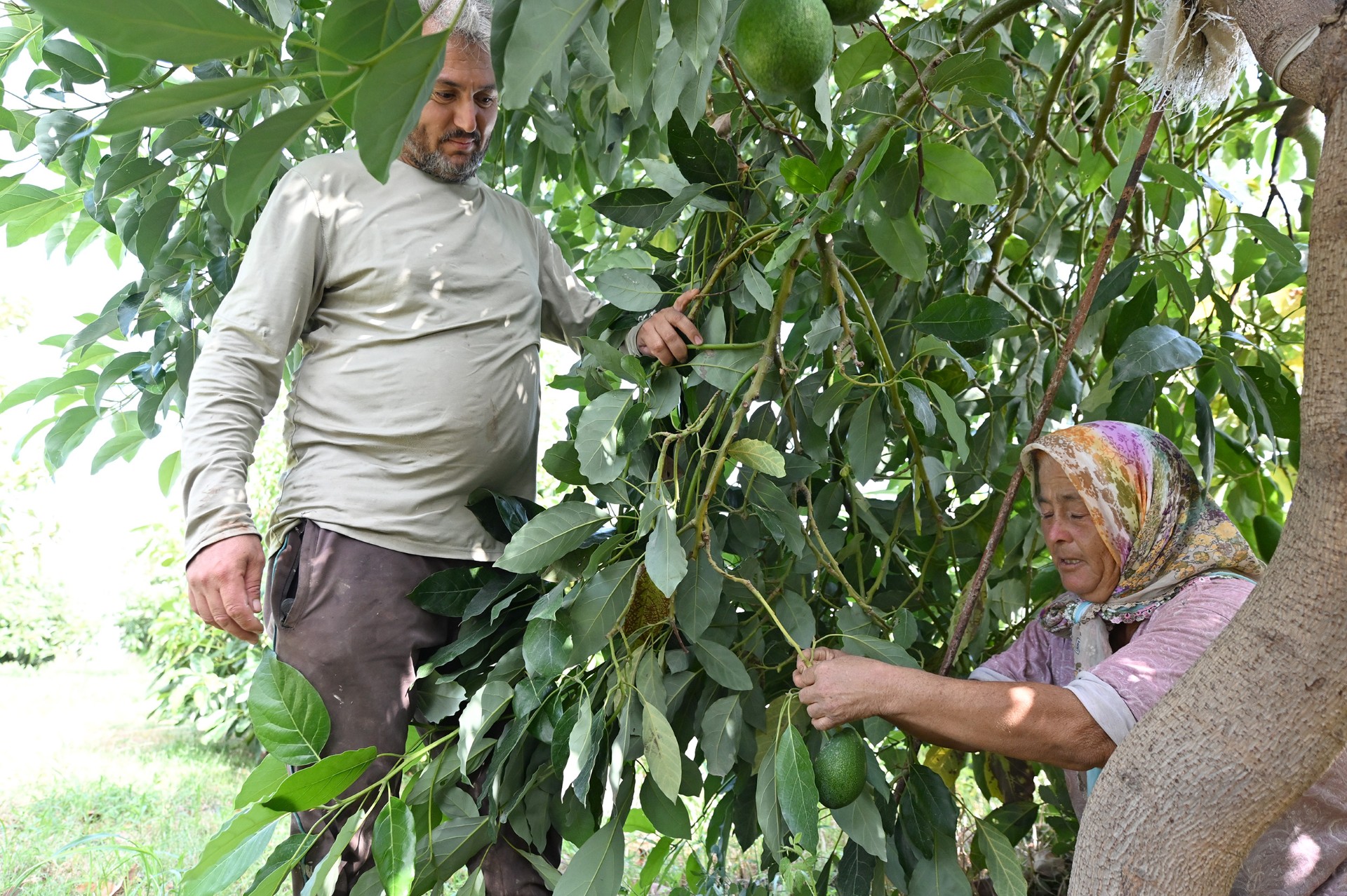 Thumbnail Büyükşehi̇r Toprağa Değer, Üreti̇ci̇ye Umut Katiyor (1)