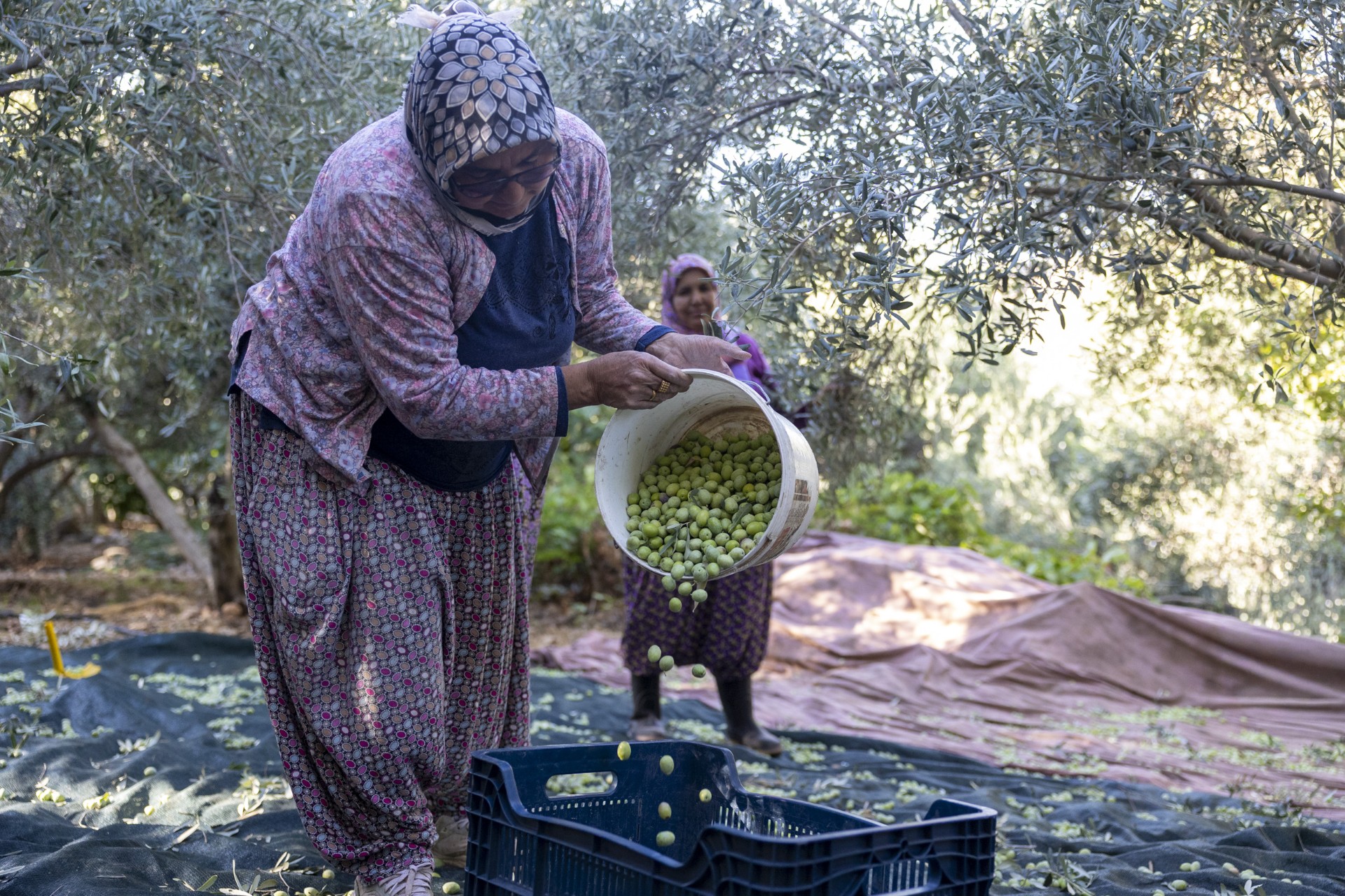 Thumbnail Mersi̇n Büyükşehi̇r’i̇n Fi̇dan Destekleri̇ Meyvesi̇ni̇ Veri̇yor (4)