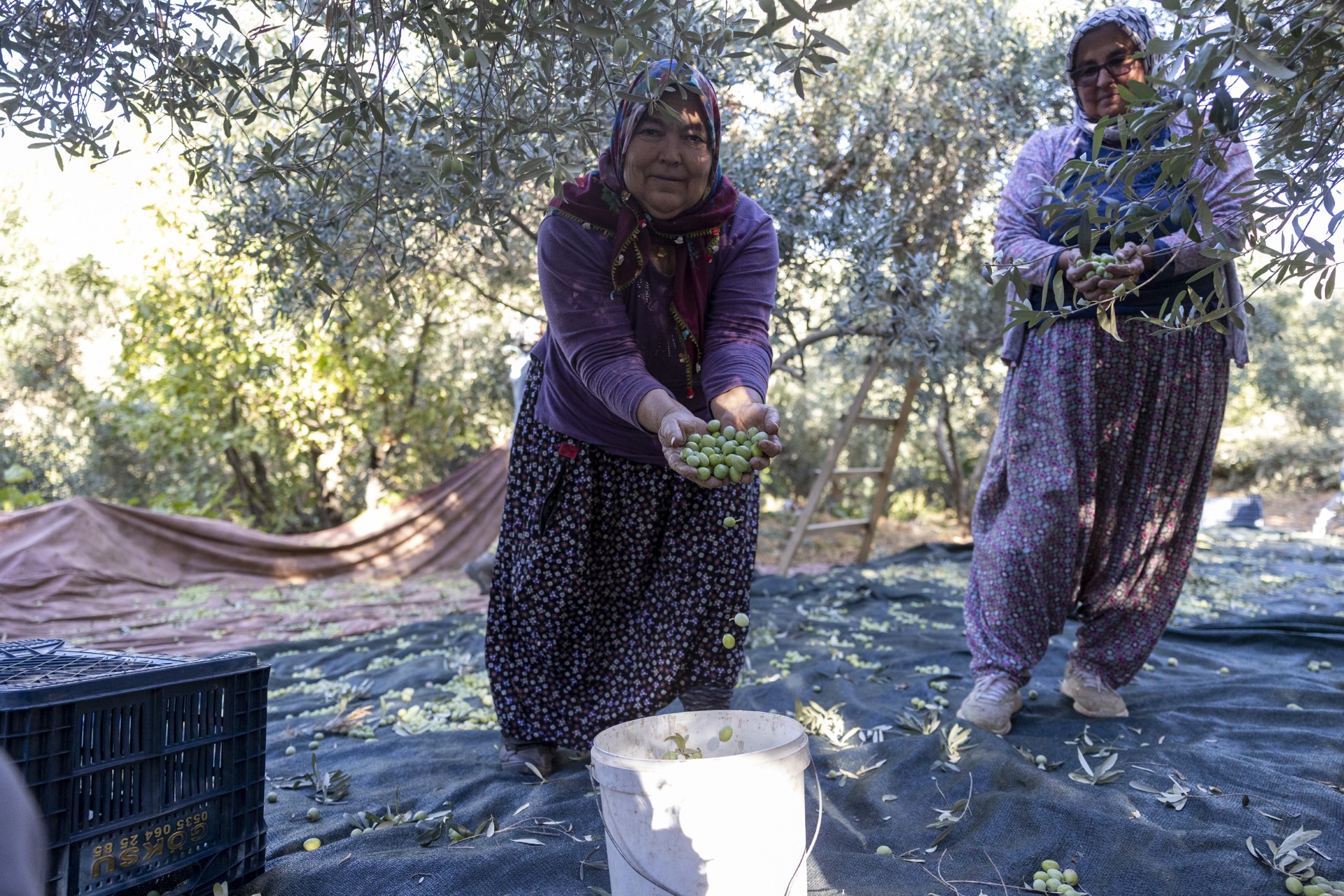 Thumbnail Mersi̇n Büyükşehi̇r’i̇n Fi̇dan Destekleri̇ Meyvesi̇ni̇ Veri̇yor (5)