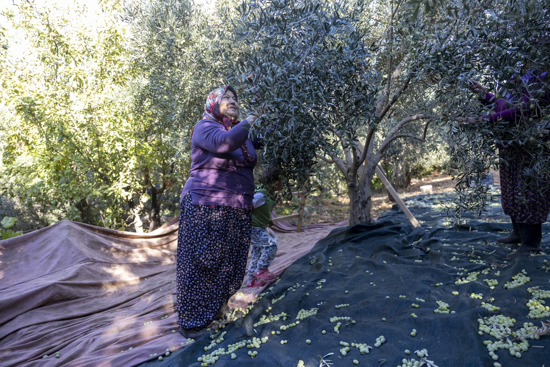 Thumbnail Tarlada İzi̇ Olan Kadinlarin Büyükşehi̇r İle Yüzü Gülüyor (3)