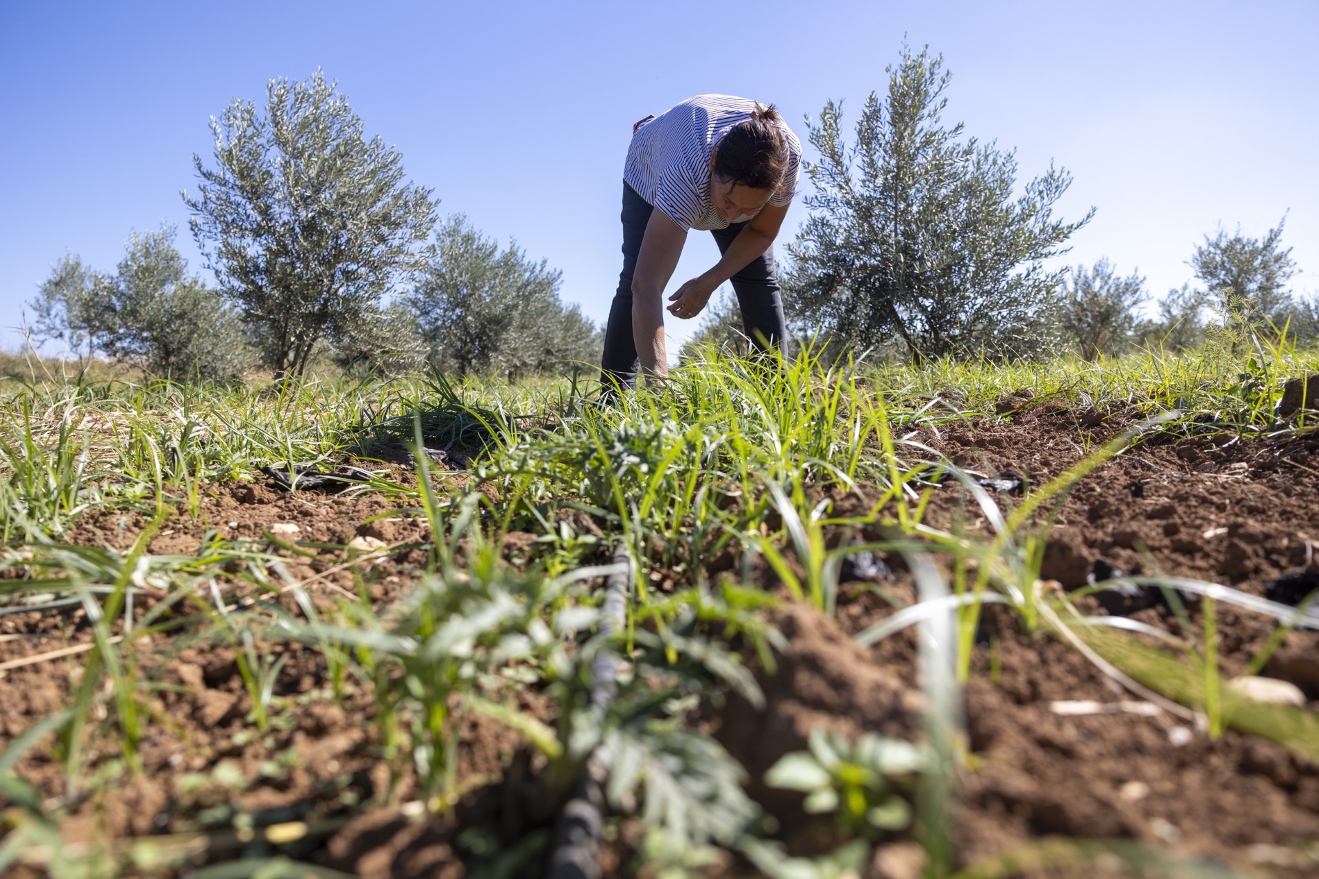Thumbnail Tarlada İzi̇ Olan Kadinlarin Büyükşehi̇r İle Yüzü Gülüyor (7)